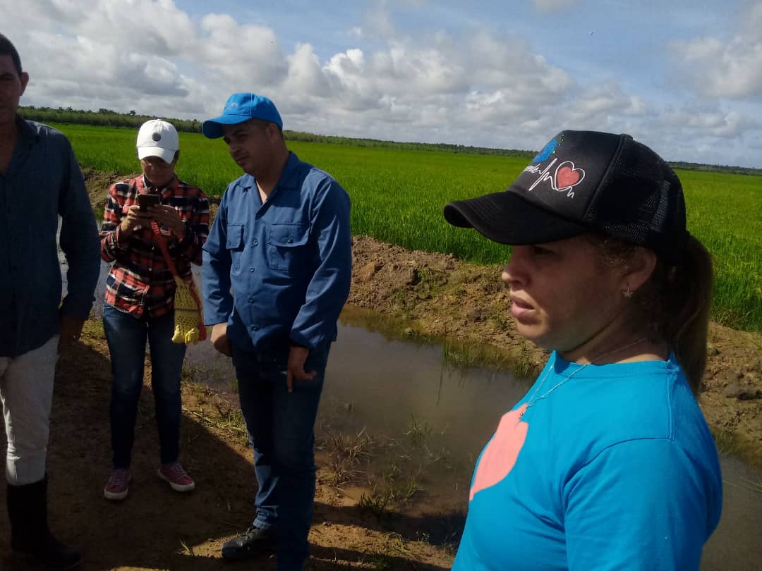 DrZGG1's tweet photo. De recorrido por las áreas arroceras en #IsladelaJuventud.
Hay arroz para nuestro pueblo, pero aún no es suficiente. 
#CubaViveYTrabaja 
#VamosConTodo https://t.co/bkqCQRe7mx