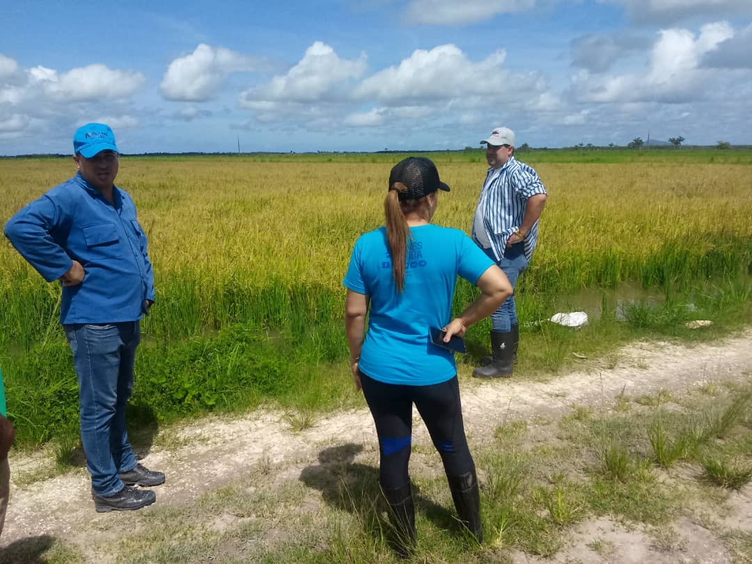 DrZGG1's tweet photo. De recorrido por las áreas arroceras en #IsladelaJuventud.
Hay arroz para nuestro pueblo, pero aún no es suficiente. 
#CubaViveYTrabaja 
#VamosConTodo https://t.co/bkqCQRe7mx