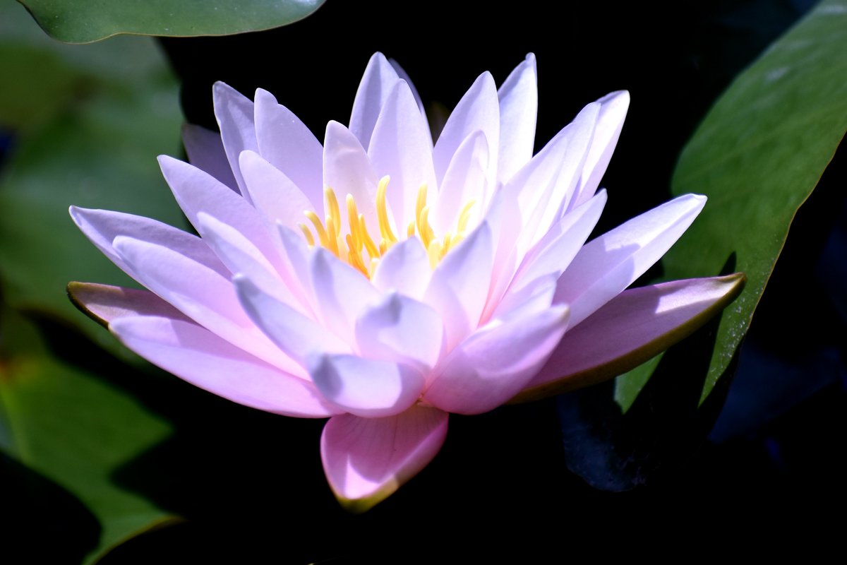 東京都練馬区 三宝寺池に咲くスイレンが見頃に 都立石神井公園内の三宝寺池に咲くスイレンが とてもきれいで神秘的です 写真をご紹介しますのでご覧ください 令和4年6月2日撮影 石神井公園ホームページ T Co Vvwl1gyu8n 練馬区