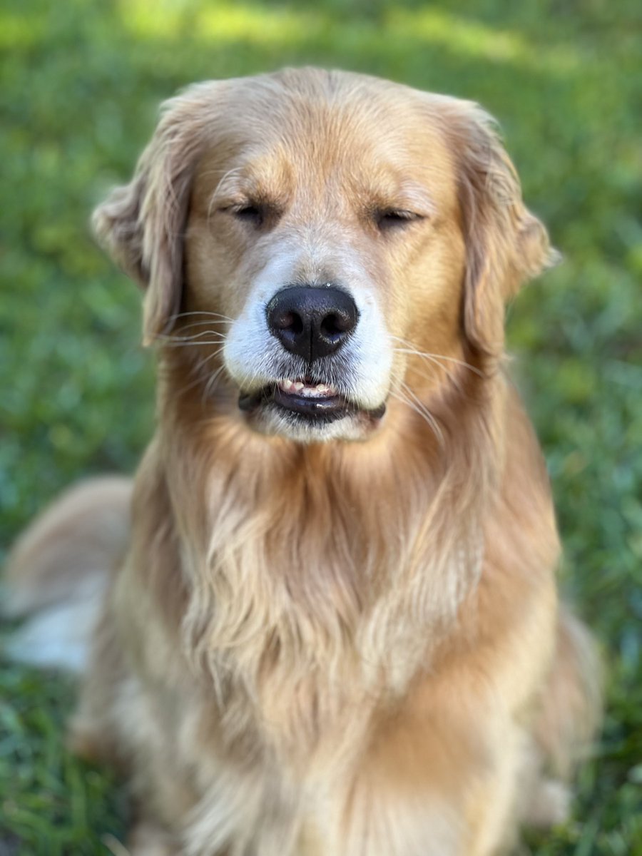pupperstate's tweet photo. But wait, thereβs more π #teefus https://t.co/GN8dxlmLYw