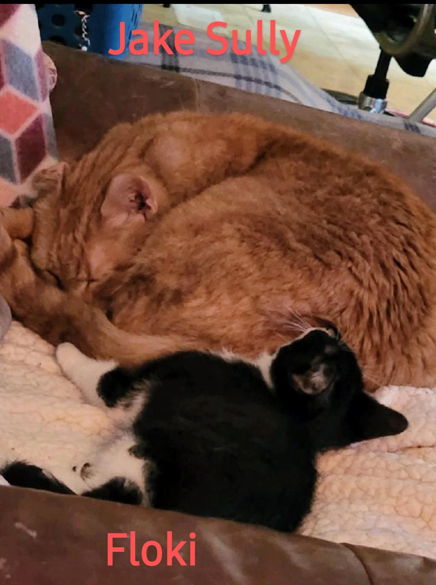docdd69's tweet photo. I'd like everyone to meet 2 of my 3 new babies (number 3 is very shy). The boys are Floki and Stache.  They are brothers.
Angus Young is our old man (14 yrs).
Jake Sully is one of my orange tabbies. https://t.co/JRrCmENMqi