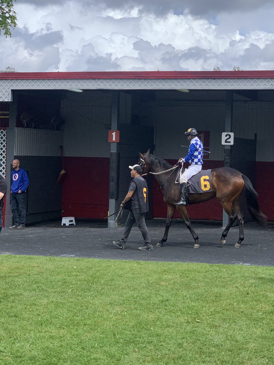 Nice debut for our 2 YO Filly Matsqui today. Eating up well after her cool down. <a href="/hastingsraces/">Hastings Racecourse</a> @MarkFre75366386