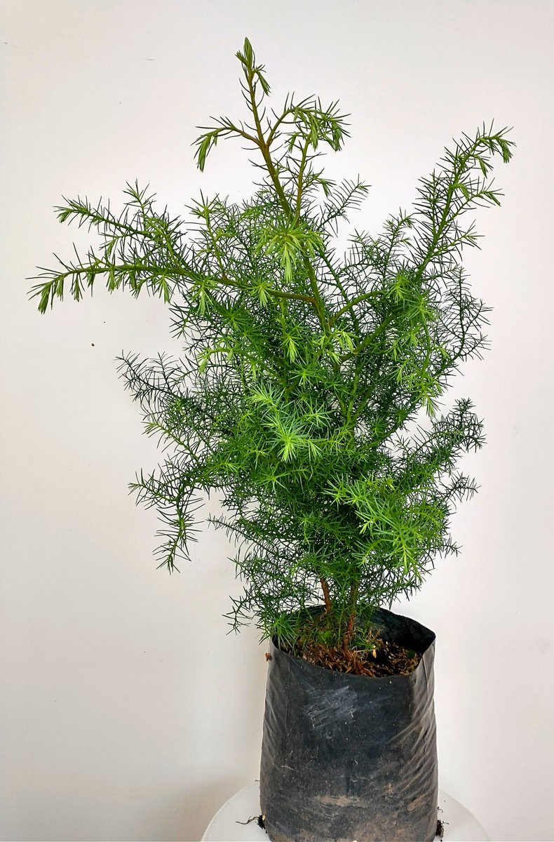 VSiempreVerde's tweet photo. El PINO CRYPTOMERIA es una hermosa especie de pino originario de tierras niponas. La especie explicada en este video es de tipo arbustivo ideal para paisajismo. Más:
#consultordigitaljardineria #jardineriayplantas #jardineria

https://t.co/3ywAODniZR

https://t.co/yYlPA8Qvvl https://t.co/qvYfRxYSbS