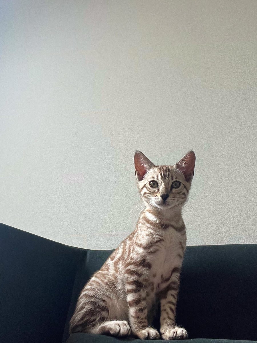 I’d like to introduce you all to my newest tiny friend, Ash. She’s rather lovely 🥰🤍