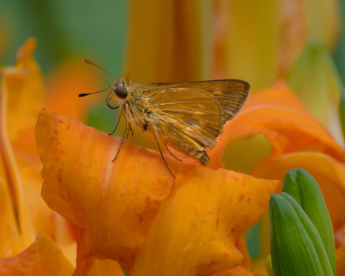 cassity_pat's tweet photo. Southern Broken-dash #macro #NaturePhotography #skipper #Butterflies https://t.co/aO5DHCANk9