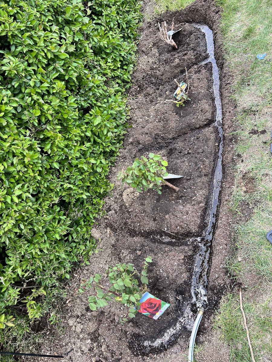 lilmiss_sask's tweet photo. Took about a month (maybe slightly more ๐
), days of discussion of where would be the best place, procrastination, more procrastination, some googling on proper planting & care, but the rose bushes are finally in! #masterprocrastinator #checkitoffthelist #pleasedontdie https://t.co/ARXNTphQkn
