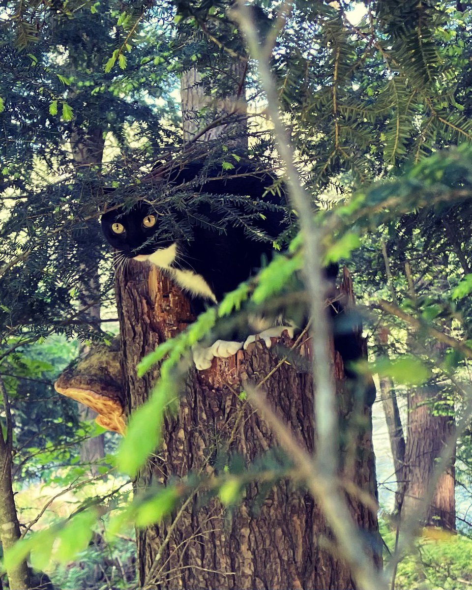 A movement in the grass
I’m on the prowl 
I perch my ass
And now I’m an owl
<a href="/CuriousZelda/">Curious Zelda</a> <a href="/TuxedocatsR/">TuxedocatsR’us</a> #CatsOfTwitter #catlife