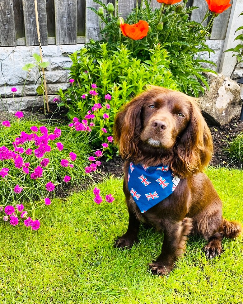 My beautiful girl getting into the spirit of the platinum jubilee celebrations. 
🇬🇧🥳🐾