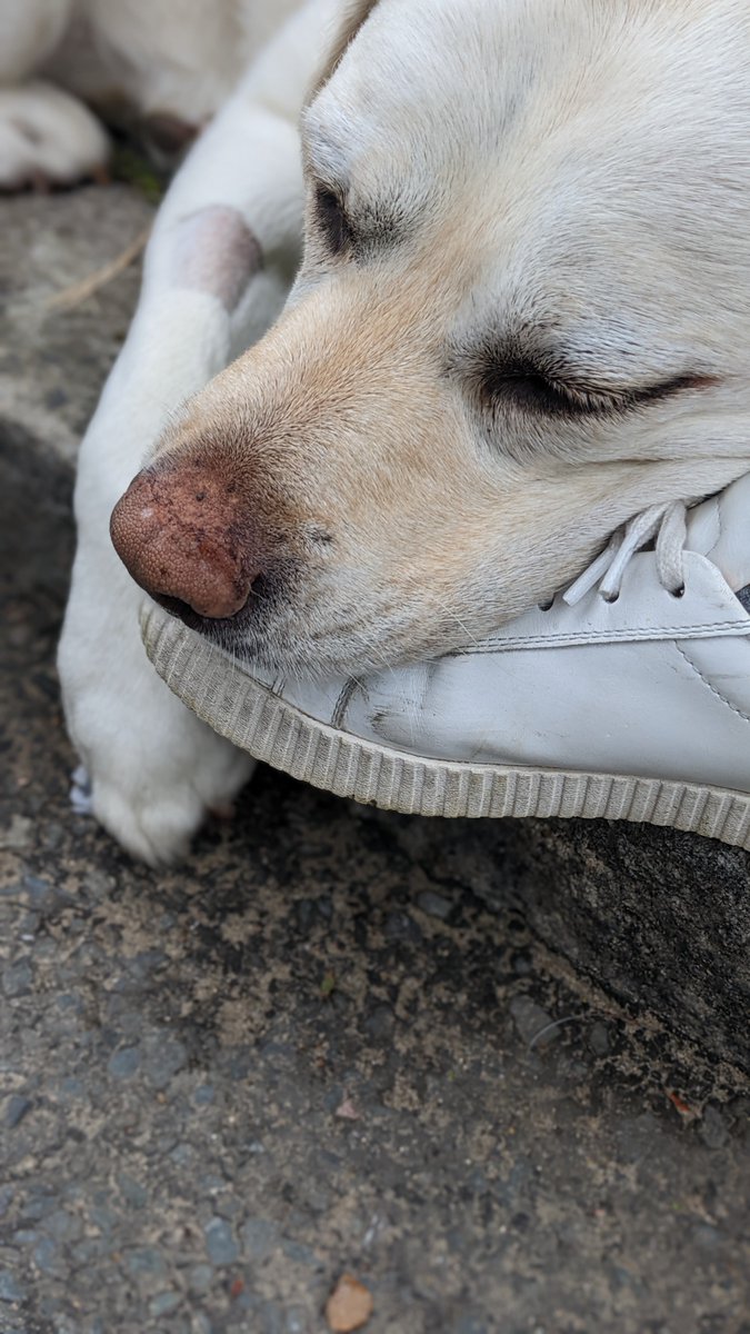 I thought the point of a #TheBigJubileeLunch was to come together & share food, but given chocolate cake is no good for dogs I didn't get a look in - terrible planning I think!

Had to make do with napping on mum's foot instead...