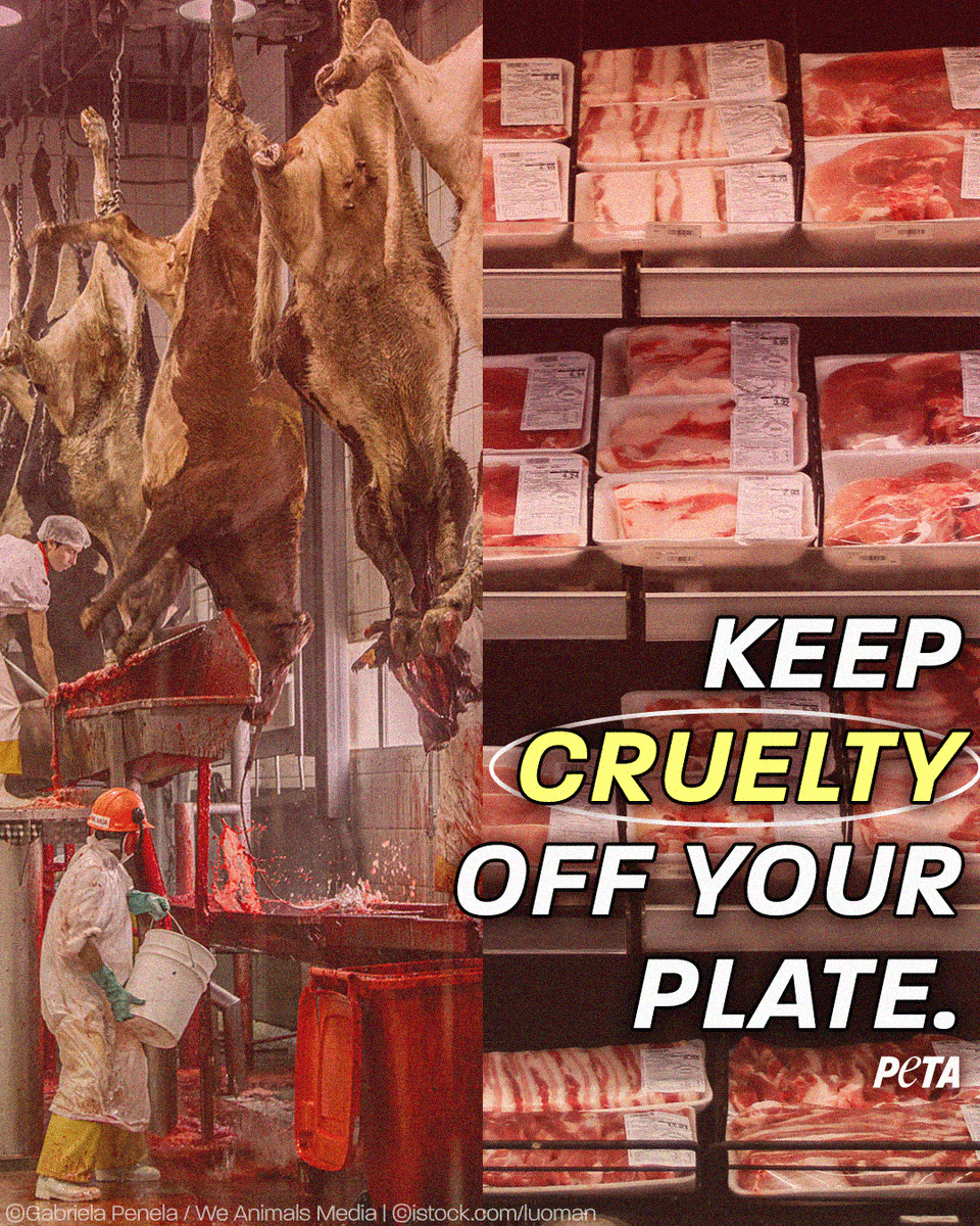 Buying meat at the grocery store in a neat, plastic-wrapped package makes it easy to disconnect from the living, feeling animals they were. 
 
Open your eyes. Make the connection. Go vegan.