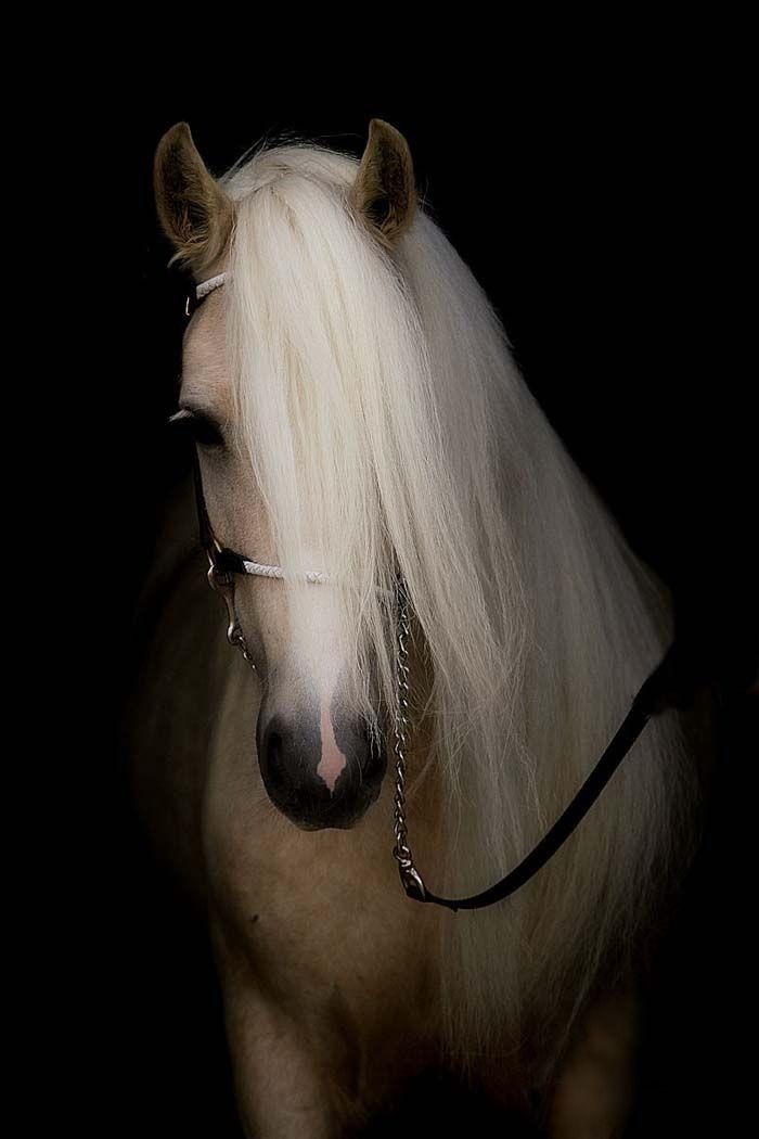 "  At vuruldu; içim paramparça Rüveyda."
| Nurullah Genç