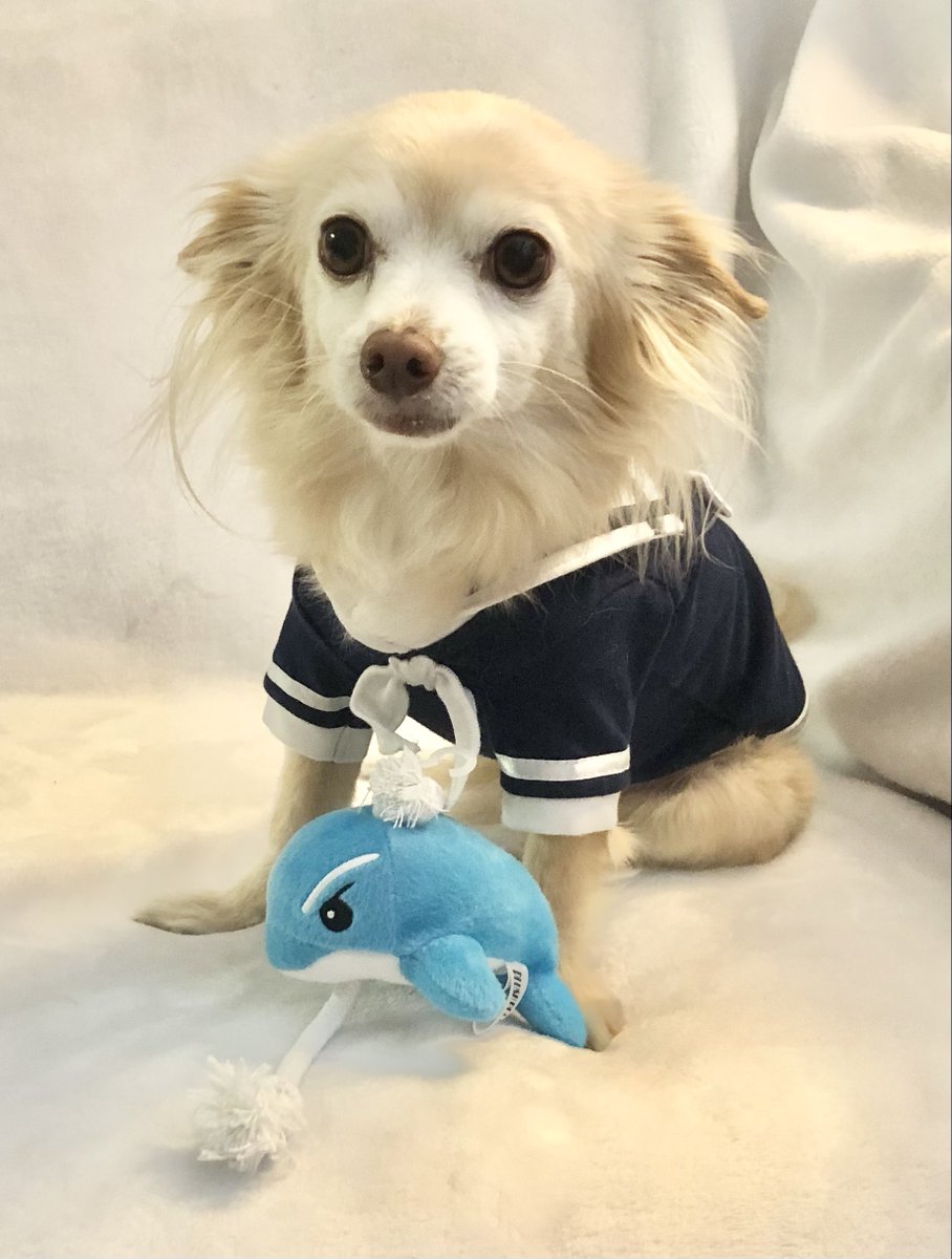 RuffRuffCouture's tweet photo. Puppaccino wearing our High Seas Sailor Tank and protecting our Whilly the Whale Dolphin Rope Toy #dogtoys #dogtank #dogsleeping https://t.co/blU7B6UDj3