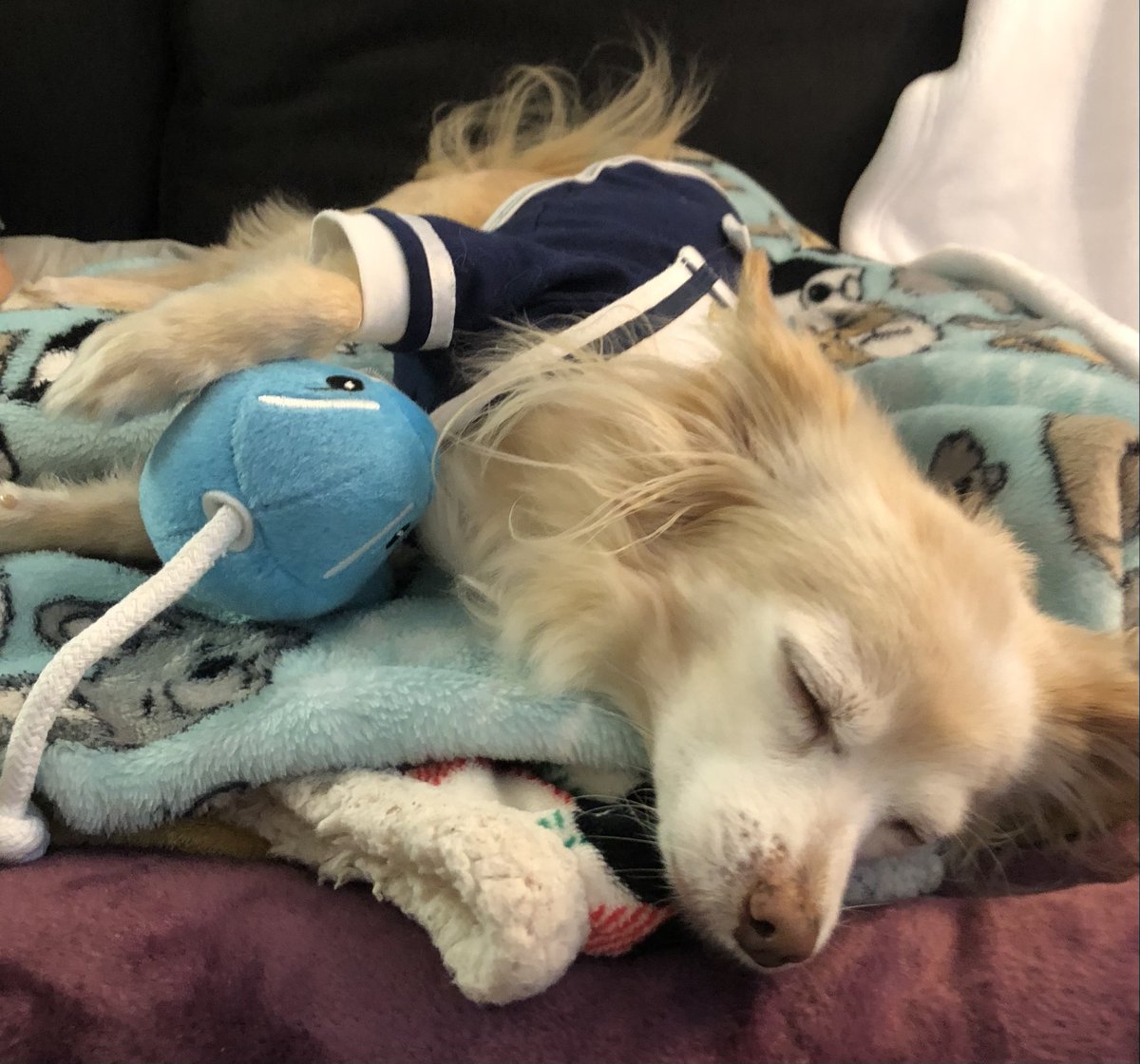 RuffRuffCouture's tweet photo. Puppaccino wearing our High Seas Sailor Tank and protecting our Whilly the Whale Dolphin Rope Toy #dogtoys #dogtank #dogsleeping https://t.co/blU7B6UDj3