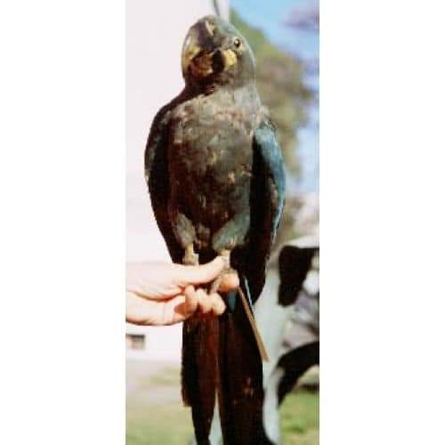 É uma pena que ainda tem gente que chama a gente de cr1minos0 só por criar aves em cativeiro, Sendo que essa espécie infelizmente foi extinta exatamente por não existir exemplares em cativeiro, por isso eu digo que CRIAR É PRESERVAR