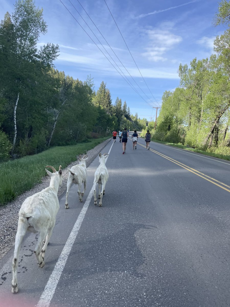 mswatkinsPE's tweet photo. Steamboat Half Marathon today! Was even joined by some goat friends along the way :) #OptOutside #QualityPE https://t.co/kT6Nk47aJA