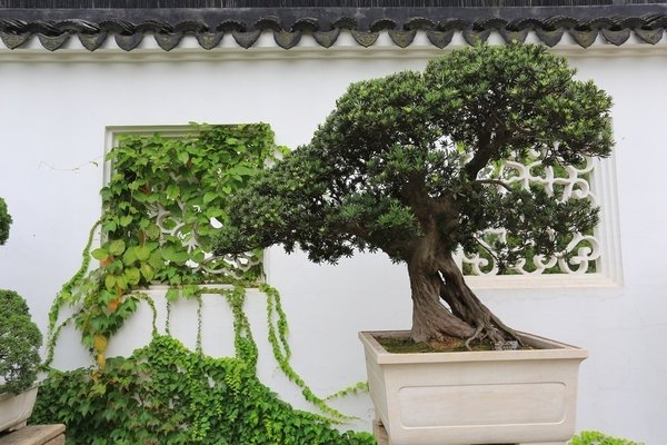 simontourcom's tweet photo. The Humble Administrator's Garden is located in Suzhou, Jiangsu Province. It is the largest and most renowned Chinese garden with an area of 52,000 sq. meters. Built in 1509 during the Ming Dynasty (1368 - 1644), it was initially the private garden of a former government official https://t.co/orx0GOJTWN