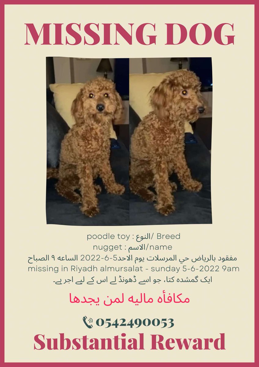 Haifahad92's tweet photo. @RiyadhCats في الرياض المرسلات #تبنى_لاتشتري https://t.co/LBBIYzeOMq