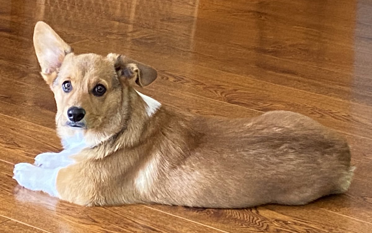 thefamouspaul's tweet photo. Floof #billybones #Corgi https://t.co/UXOwbWnMG4