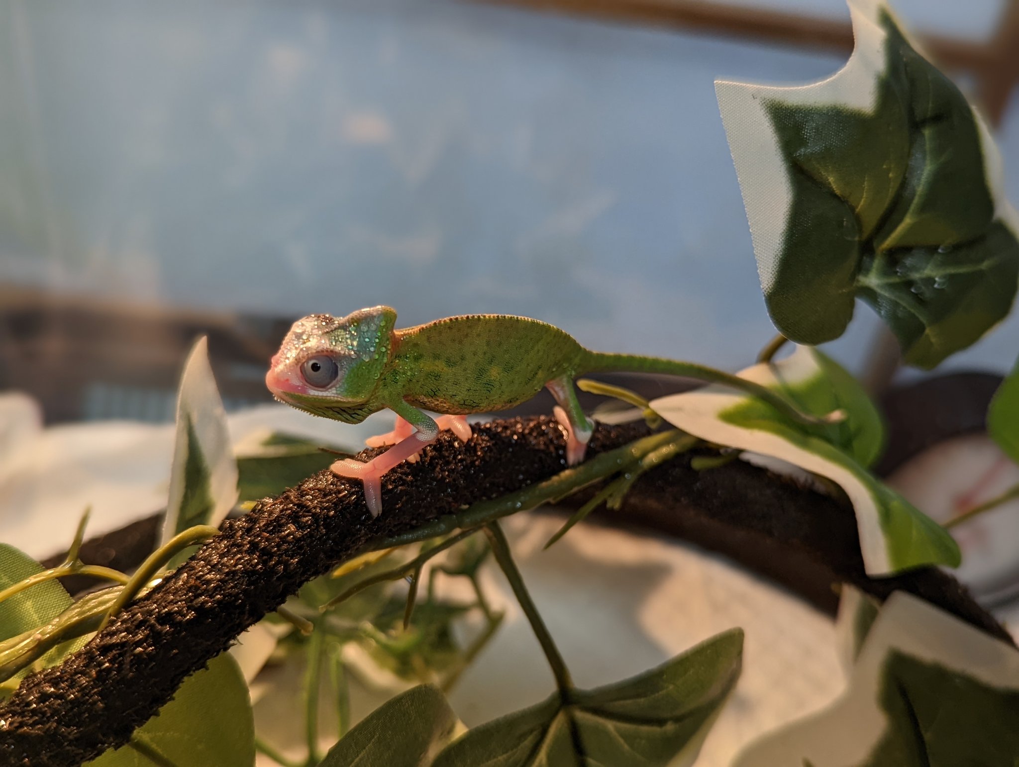 もっこす タケンシン エボシカメレオンパイドトランスの芳菊丸 いつもは黄緑な芳菊丸 今朝はバスキングしながら 薄っすら模様出て 緑気味 吸収率上げるために暗めになってるんですかね それにしても かわいい いやはや かわいい そこはかとなく