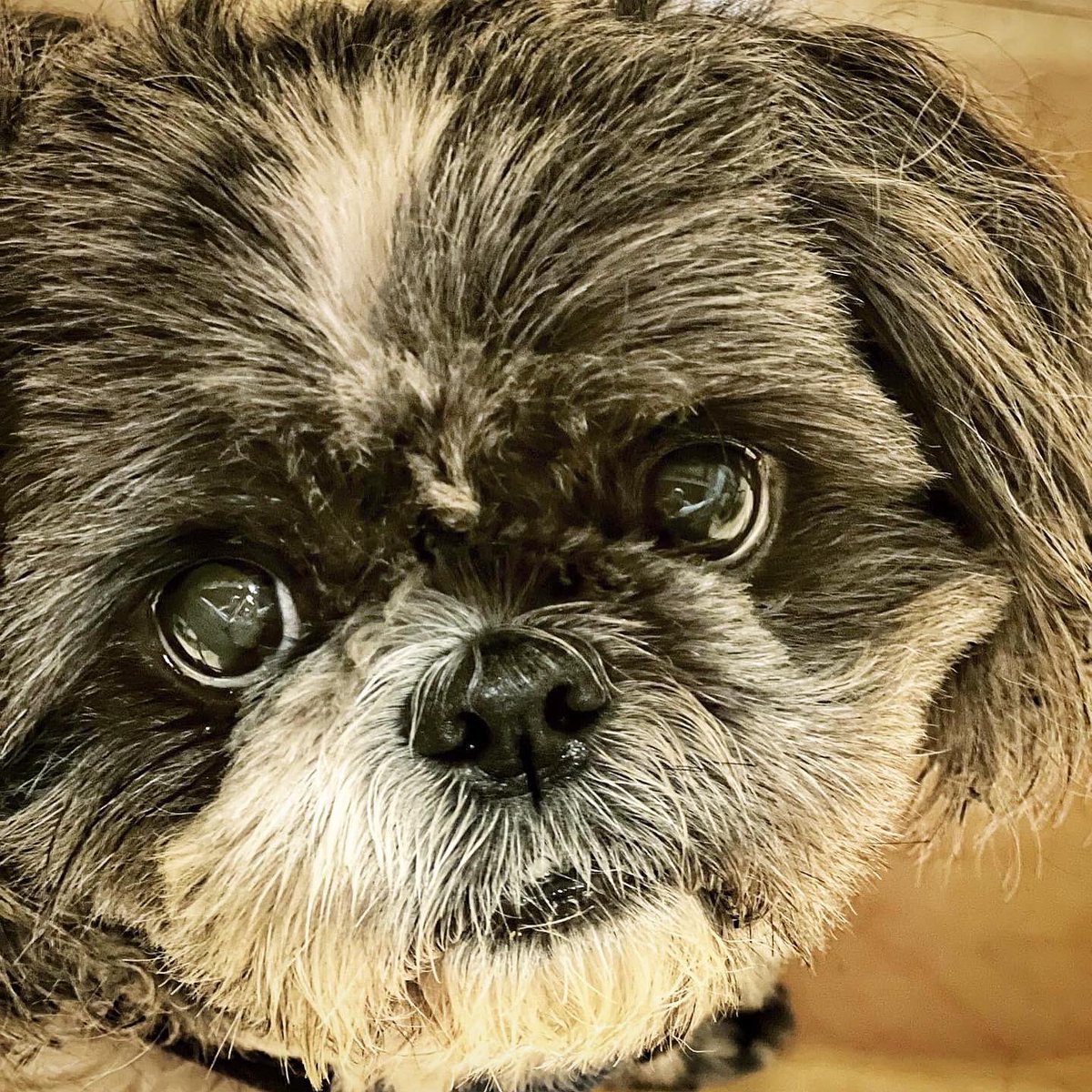 HONORED to workshop <a href="/lisasanayedring/">Lisa Sanaye Dring🌊RIVER | ETHGas ⛽</a>’s GREAT new play SUMO with 6 Asian American acting TITANS directed by @rbyronp. Thankful to our sister Lisa who created 6 awesome roles for her Asian brothers with depth, complexity &amp; humanity we rarely get to inhabit. THAT’s #AsianExcellence.