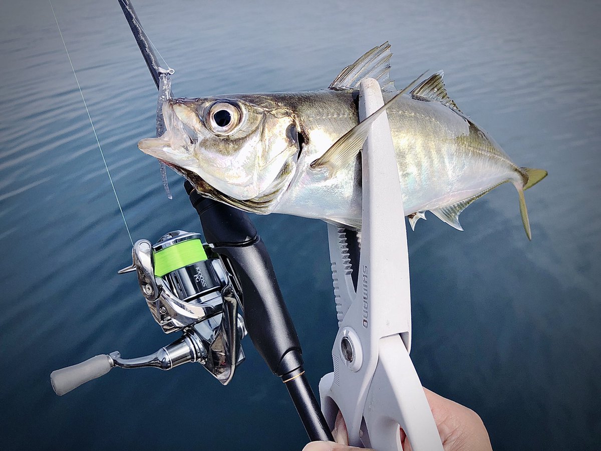 yoyonikuFJ's tweet image. デイゲームの引き出しが増えた！所作、ワームの選択（サイズ/カラー）、ジグヘッド。今はなきドラッグヘッドですがタックルの進化でここにきて再一軍確定！出すの早過ぎた隠れ名作ジグヘッド。もう手に入らない💦TWで作る？プリズムベイトとの相性はこれが1番かもしれんw