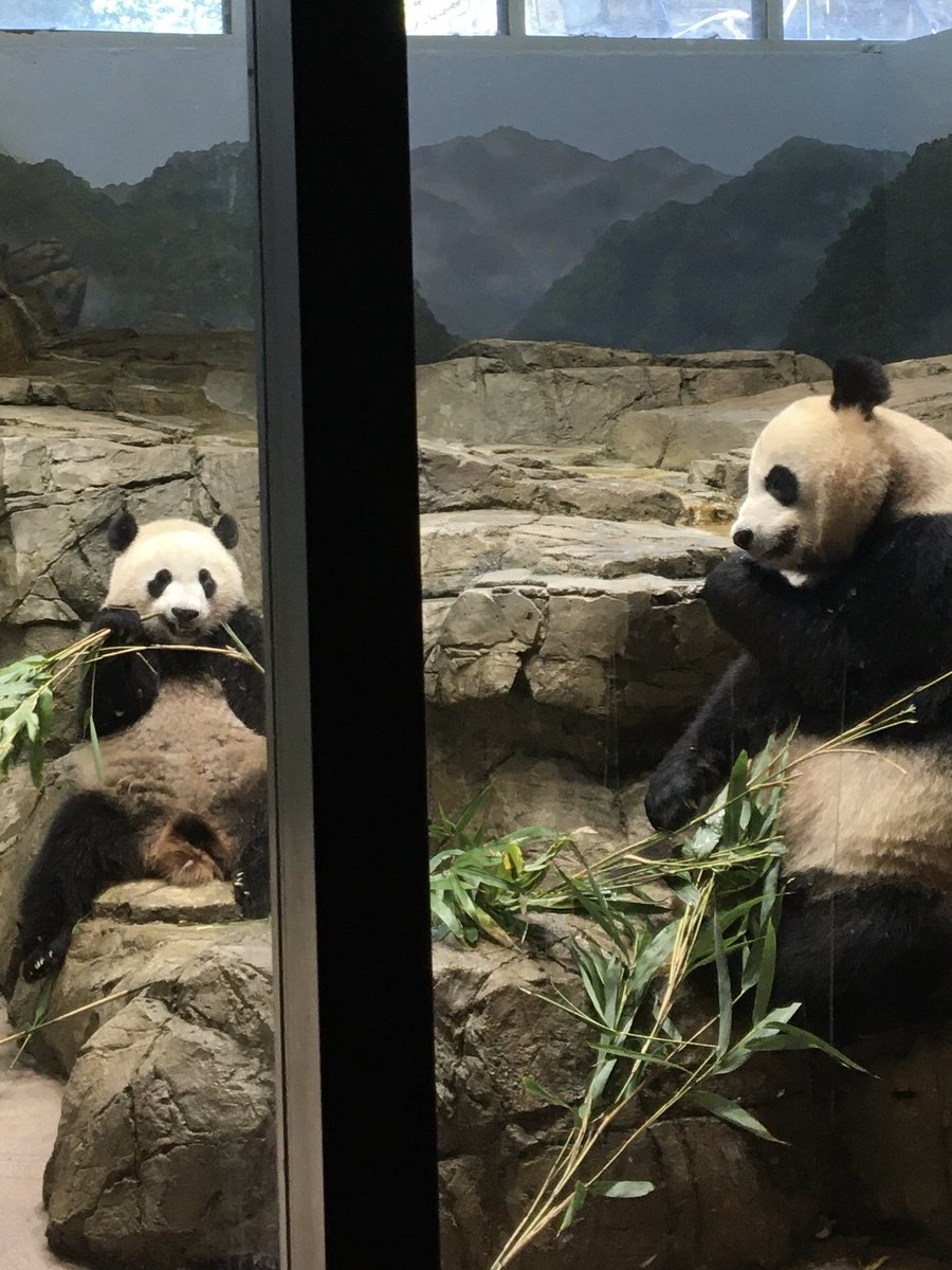 CSBaltimore (@charmcitypanda) on Twitter photo So good to see you XQJ <a href="/DCPandaCub4/">Xiao Qi Ji</a> - been too long! And you too <a href="/MommyMei98/">Mei Xiang Tian</a>, <a href="/DodgerAmes/">Amy R. ๐ฌ ๐ผ ๐บ</a> @GAGA_and_MDNA!
Wish you had been here <a href="/BooBooPanduh/">BooBooPanda</a> @PandaChronicle @houseofcubs <a href="/pinkypanda0823/">Princess Pinky 1st of Her Name & Mother of Pandas</a> <a href="/FamousBabiesC/">Famous Babies Club</a> @mrichon1 <a href="/OrangutanRedd/">Redd Oโrangutan</a> <a href="/PookieDigi4Ever/">OddBeardieCouple</a> So good to see you XQJ <a href="/DCPandaCub4/">Xiao Qi Ji</a> - been too long! And you too <a href="/MommyMei98/">Mei Xiang Tian</a>, <a href="/DodgerAmes/">Amy R. ๐ฌ ๐ผ ๐บ</a> @GAGA_and_MDNA!
Wish you had been here <a href="/BooBooPanduh/">BooBooPanda</a> @PandaChronicle @houseofcubs <a href="/pinkypanda0823/">Princess Pinky 1st of Her Name & Mother of Pandas</a> <a href="/FamousBabiesC/">Famous Babies Club</a> @mrichon1 <a href="/OrangutanRedd/">Redd Oโrangutan</a> <a href="/PookieDigi4Ever/">OddBeardieCouple</a>