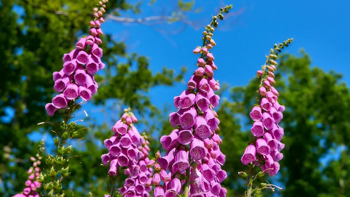 メリアルーム 土日祝いいねお休みです S Tweet 今日の花 6月6日の誕生日花は ジキタリス 花言葉は 熱愛 です この日生まれの人は センス抜群でこの花の様にお洒落です 個性的なところに惹かれている人が すぐ近くにいるはずです 6月6日 誕生花