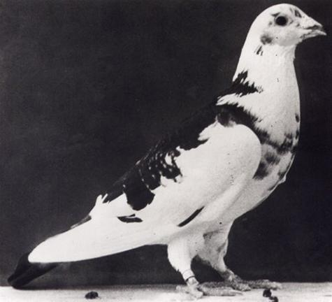 RealTimeWWII's tweet photo. First report of landings from the D-Day invasion fleet reaches Britain; as Operation Overlord has begun under radio silence, the message has been carried over Channel by Gustav the pigeon.  https://t.co/ju6xapmcBO https://t.co/wu8bA2N7dA