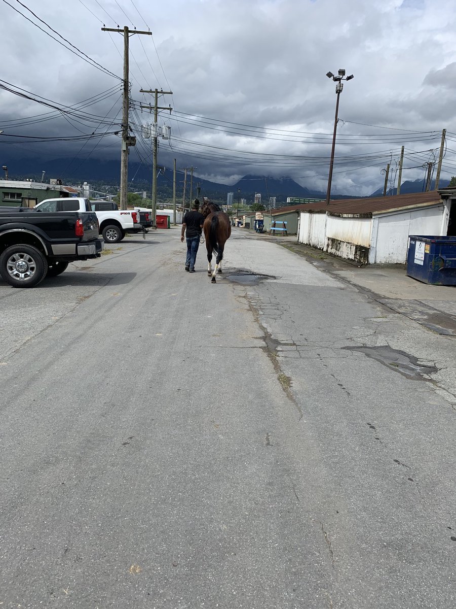 Mr. Quality strutting home after his win. Congrats ⁦<a href="/frocan/">Jordan Froelich</a>⁩ on his 1st win as an owner!