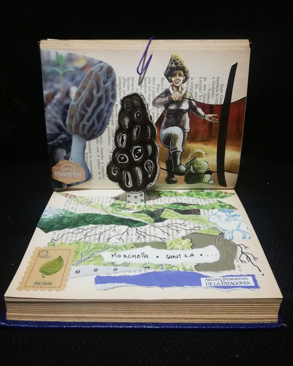 medussamanita's tweet photo. Morilla, colmenilla, Choclo e monte (Morchella conica) 🍄 #collage #librobjeto #ilustracion #popup #fungi #funga #hongosdechile #fungicidad #Fungifest 
🍄🌿🍂🍃🍁 https://t.co/MlV1MCm23Y