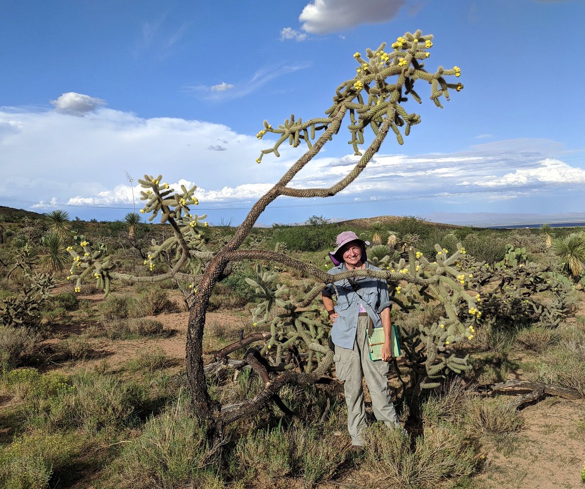 ColoradoCactus's tweet image. Michelle Cloud-Hughes is giving her presentation “The horror of man and beast” this Friday night.  If you’ve ever touched a Cylindropuntia, no matter how briefly, you already understand the horror!  7pm, Friday night, June 10th at the Denver Botanic Gardens.  #cylindropuntia