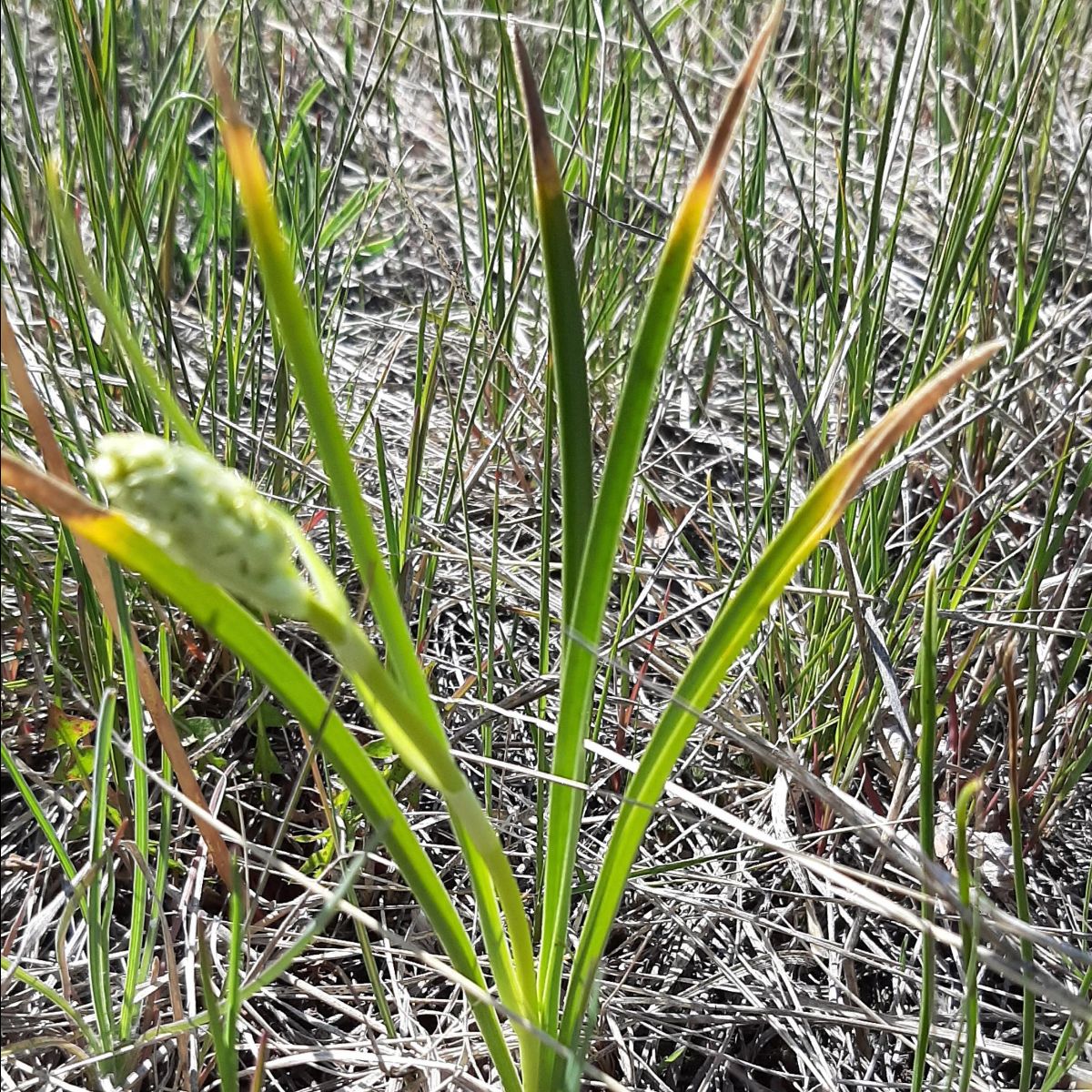 plantwalks's tweet photo. Edible plants, their flower and leaves. Learn to identify the toxic from the poisonous plants. - https://t.co/KxzbMf8OXd https://t.co/5S8kE5QWUm
