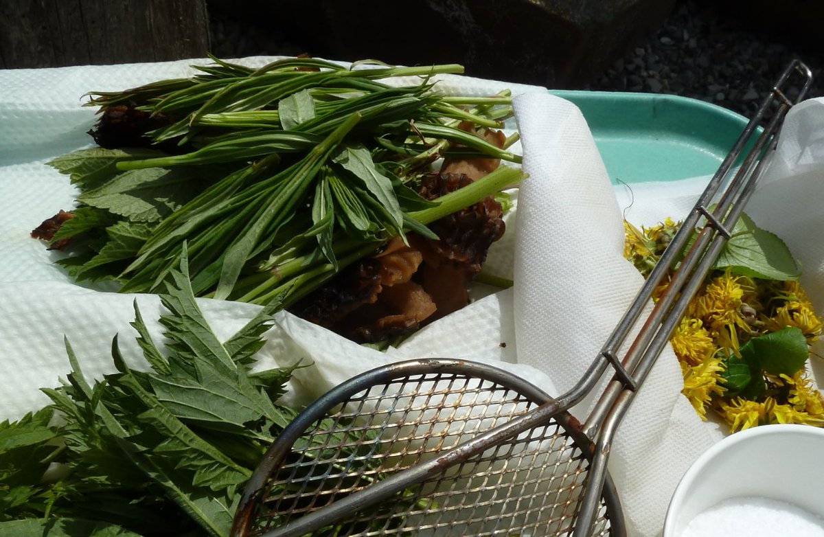 plantwalks's tweet photo. Join us to learn to Forage wild foods, ethically! https://t.co/LOzMdNsP9U