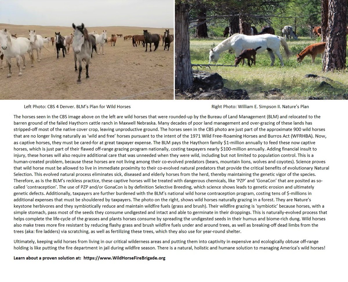 William E Simpson II - Wild Horse Ethologist tweet media