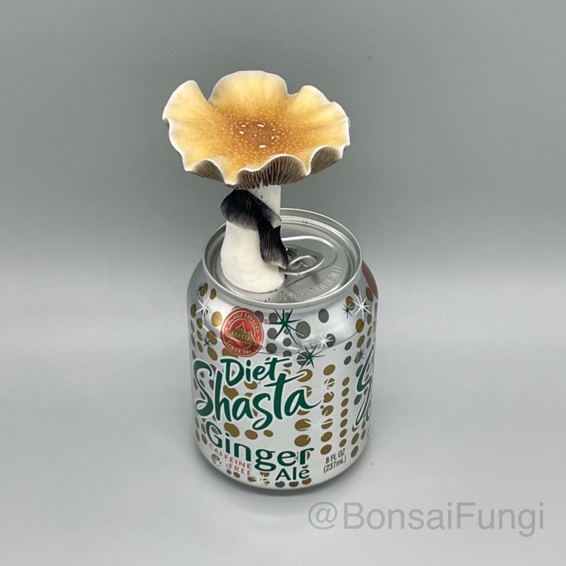 Diet Shasta Ginger Ale

#BonsaiFungi #fungiart #mushroomart #fungilove #mushroomlove #bioart #livingart