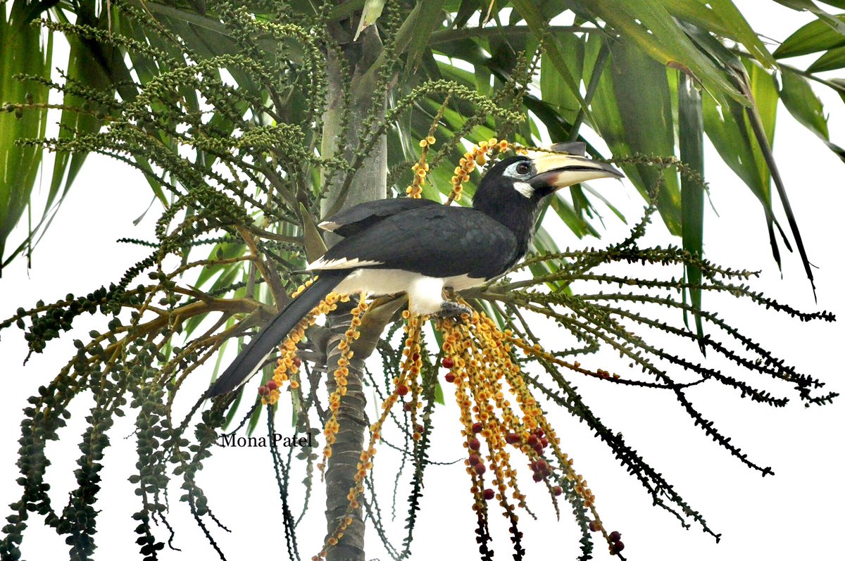 The Oriental pied-hornbill plays an important role in the health of the forest as it disperses seeds that are too big for smaller birds to eat. Missing the calls sound like 'kek-kek-kek. Few days that was my alarm clock. ❤️
#ThePhotoHour #BBCWildlifePOTD #Malaysia #KedahForest 🌳