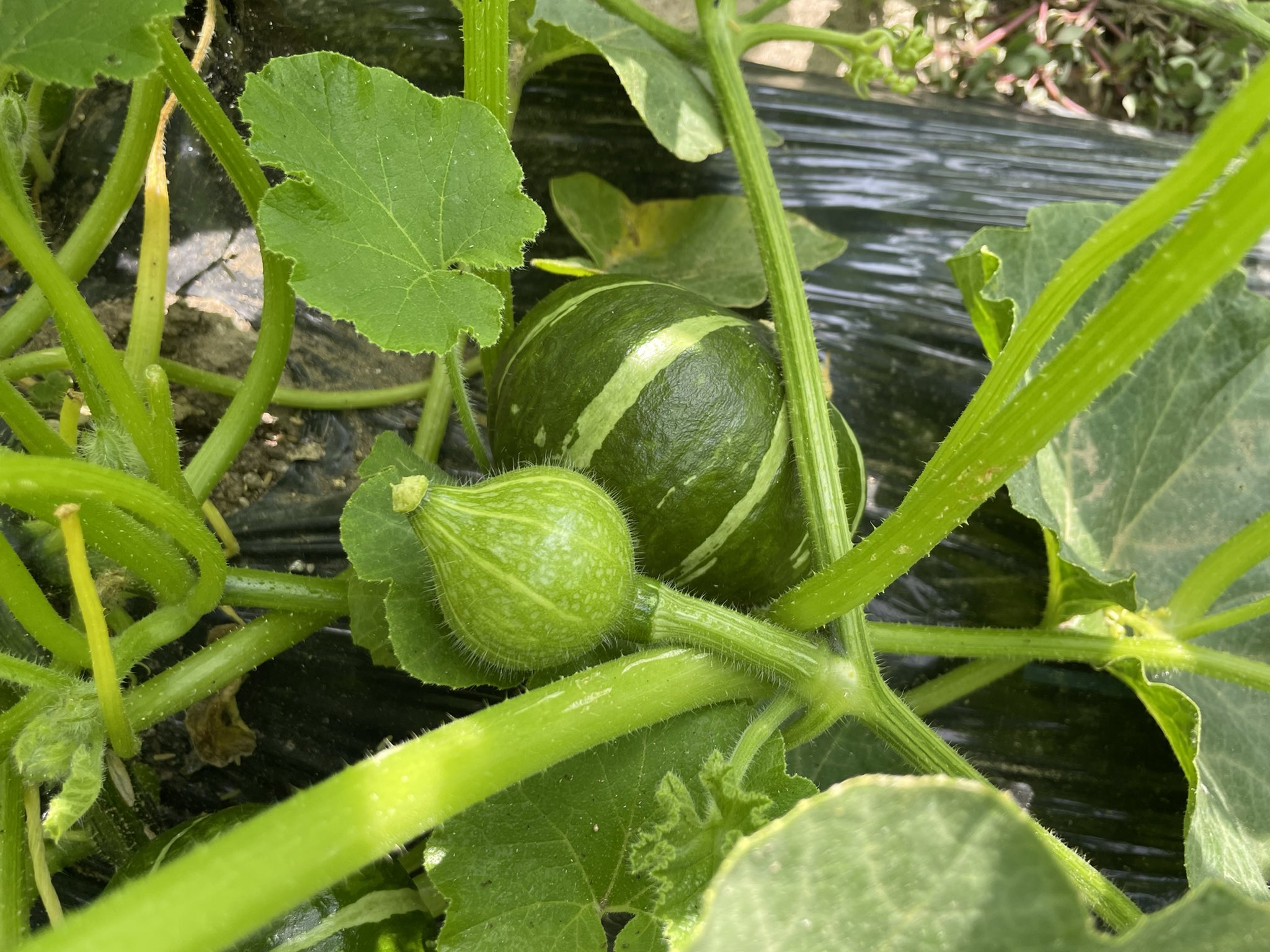 すずの家庭菜園 S Kitchengarden Twitter