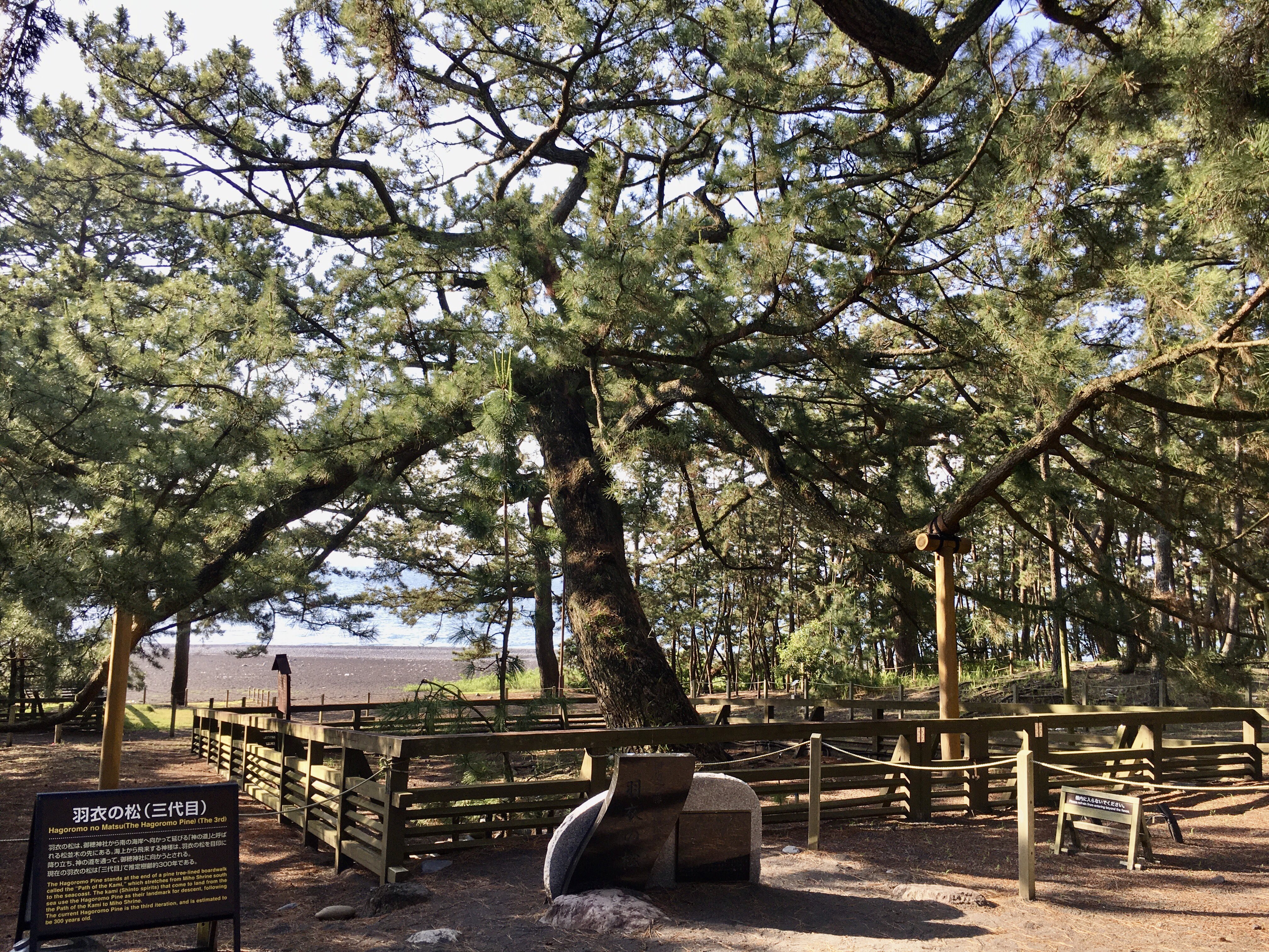 羽衣の松 Twitter