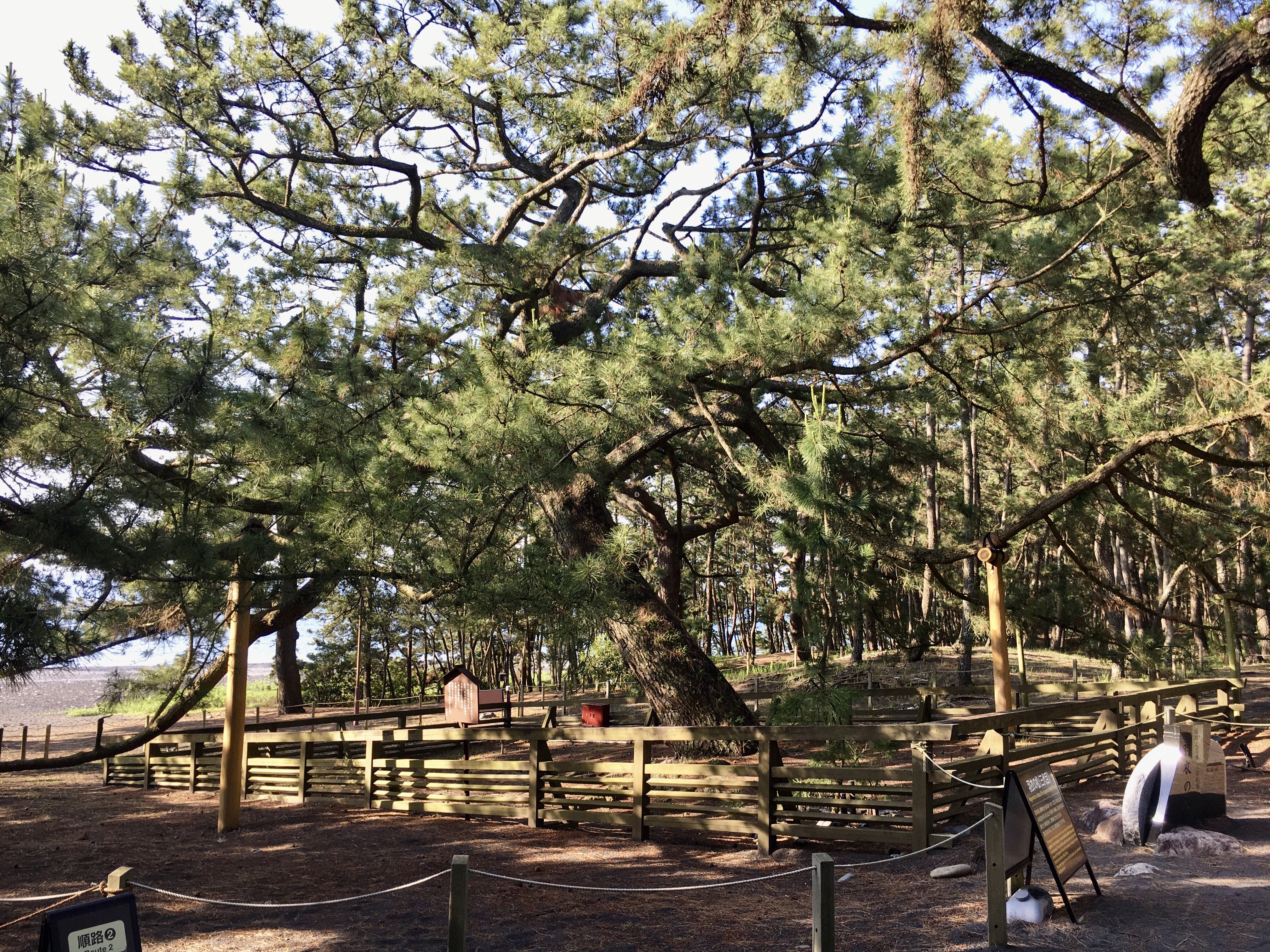 羽衣の松 Twitter