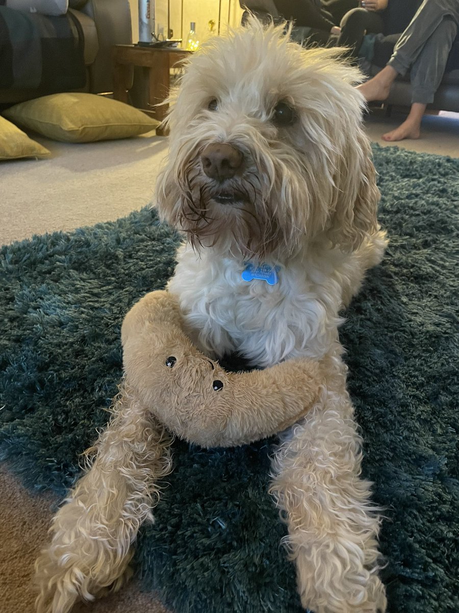 Bertie and Fletcher for day number 5 #AOKPhotoADay <a href="/AiredaleCharity/">Airedale Hospital & Community Charity 🧡</a> 🥰