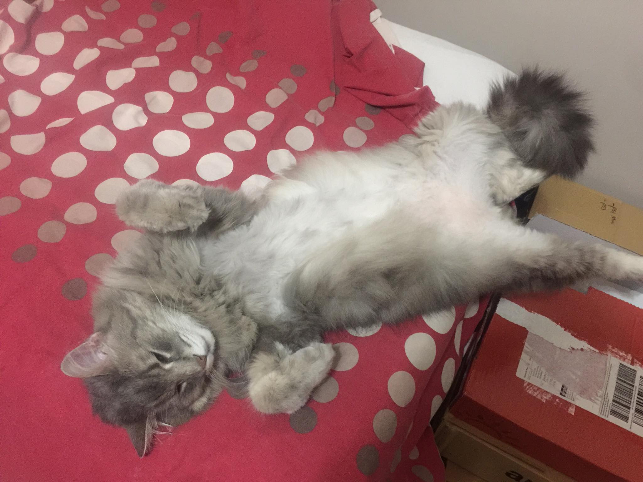 Samuu on twitter my cat stopped working https t co 0p552tlvkh