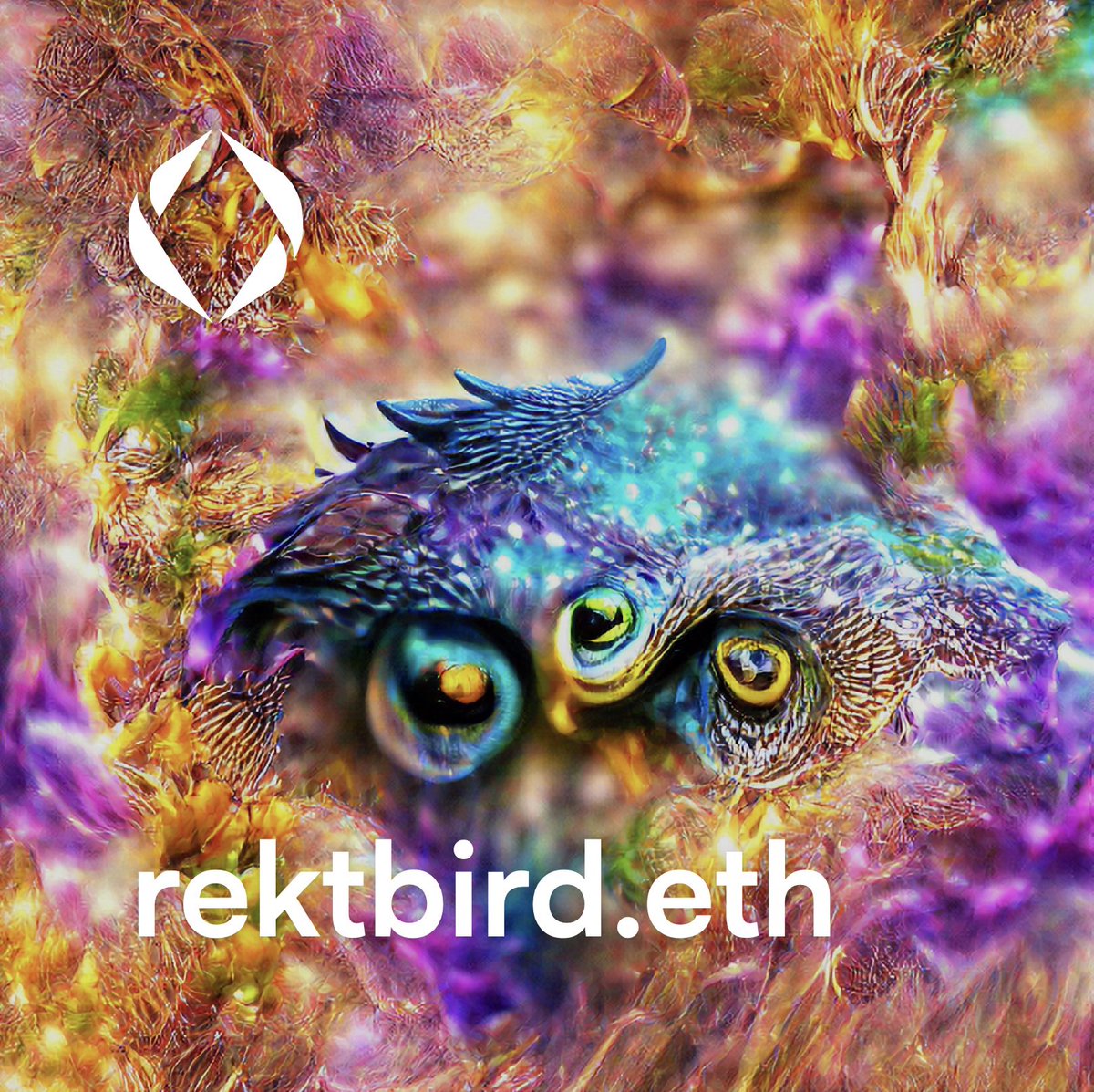 ceobillionaire's tweet photo. RektBird stealth snapshots IYKYK 👀

#RetkBird #WeAreRekt #MontrealAI #NFT #NFTCommmunity https://t.co/2R3GtLfBFN