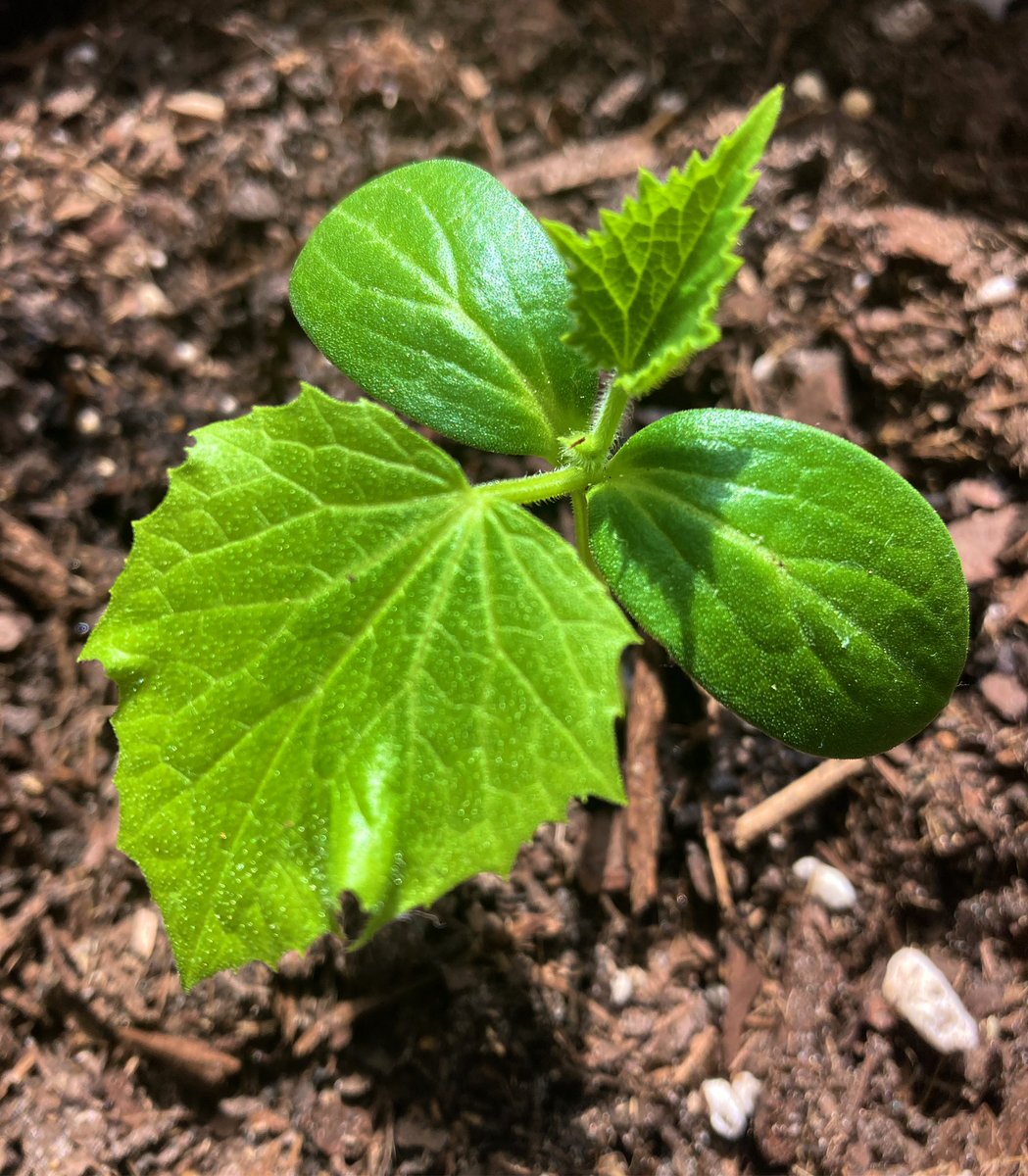 Eleu’s Farm tweet media