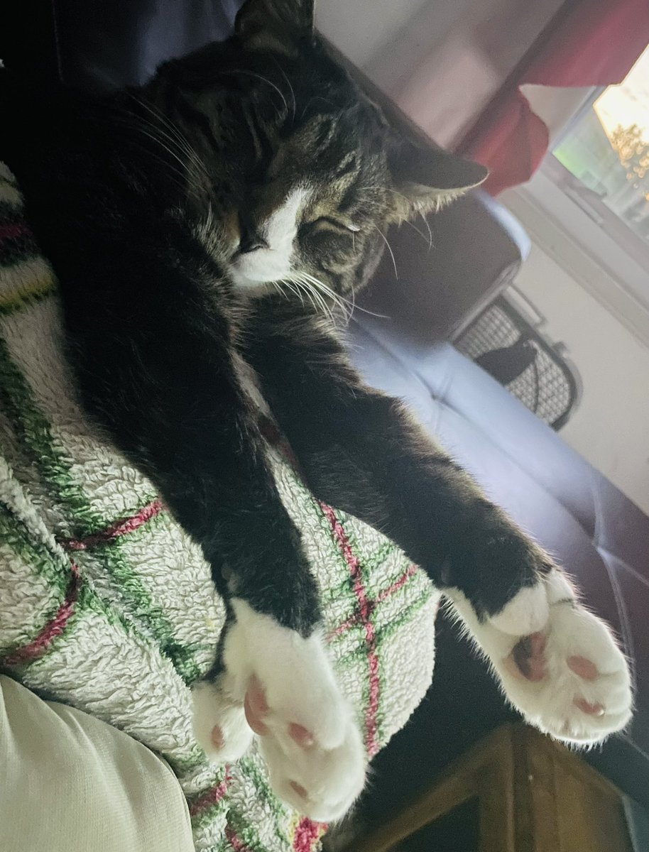 AlaskanNative49's tweet photo. Reillyโs mittens on a lazy Sunday! ๐ป #Polydactyls #CatsOfTwitter #CuteCats #LoveCats #furbaby https://t.co/RVGQul7lZm