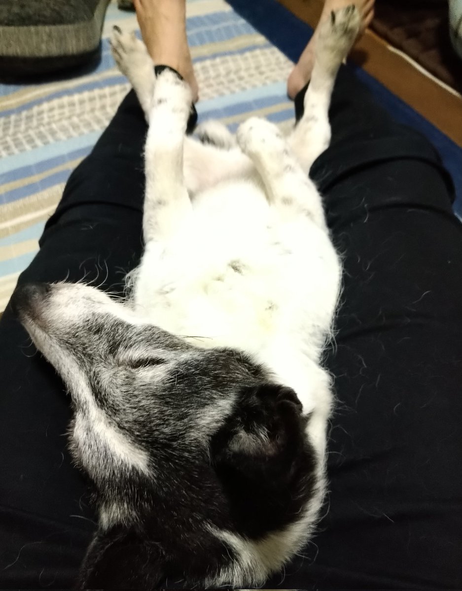 shige_ja's tweet photo. 嬉しいワン🥰
#ジャックラッセルテリア
#失明犬
#シニア犬 https://t.co/2lYxDj8Vnk