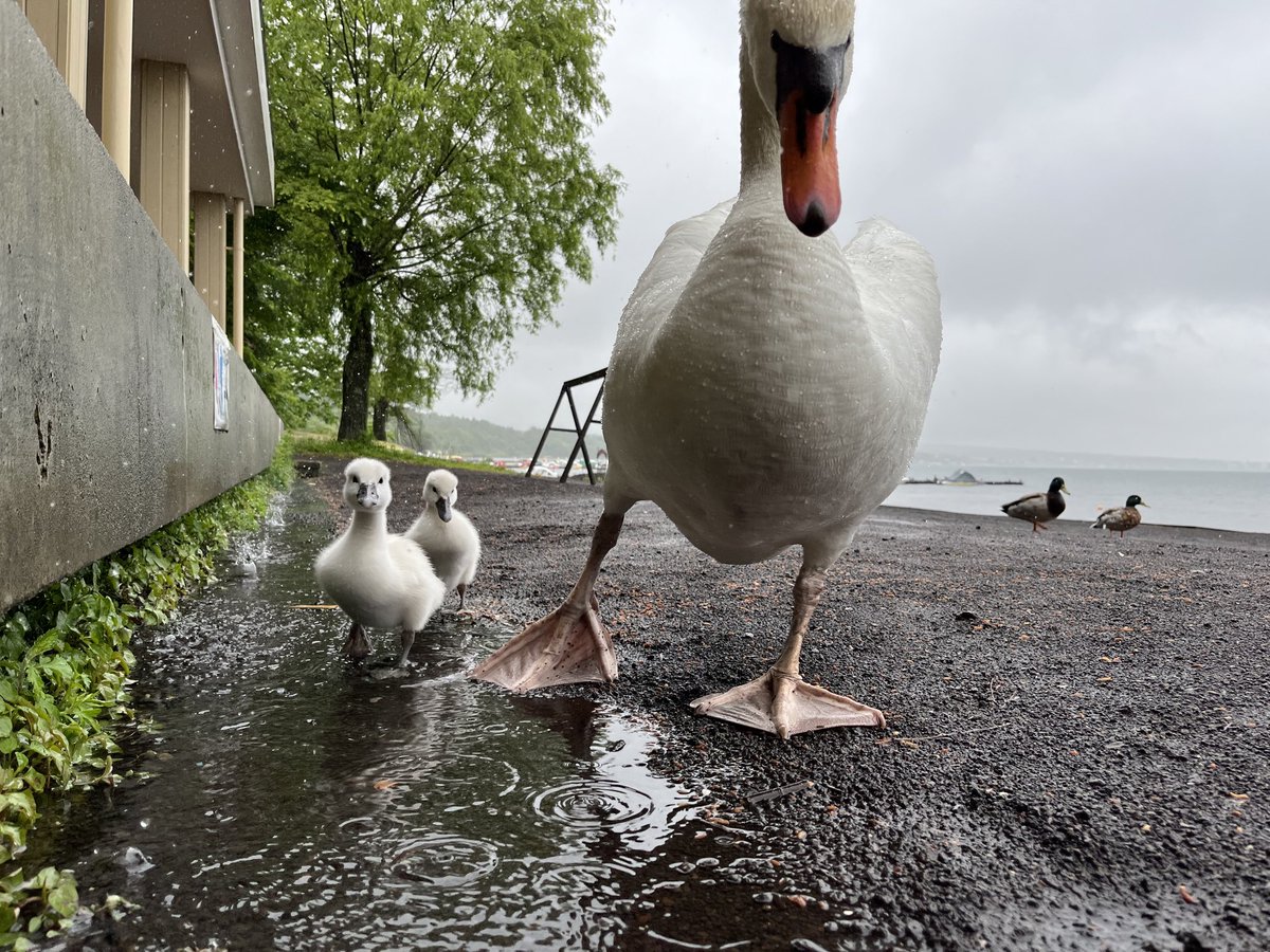 おはくちょうございます🦢 心配してたら、来てくれた。❤️