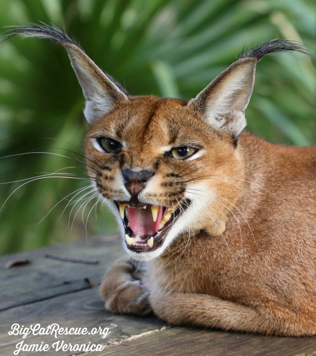 BigCatRescue's tweet photo. Good night Big Cat Rescue Friends! ๐
Chaos Caracal says it best about tomorrow being Monday! My sentiments exactly Chaos!
Have a great week everyone!
#GoodNight #BigCats #BigCatRescue #Rescue #Caracal #Tiger #SundayNight #TheWeekendIsOver #MondayMood #CaroleBaskin https://t.co/wrGHLcHz3w