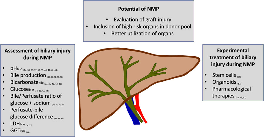 Take a look also at Biliary #Viability #Assessment and Treatment Options of #Biliary Injury During #Normothermic #Liver #Perfusion - A Systematic Review 🔗ow.ly/YINt50Jq7Mb, to compare in situ versus ex-vivo technology. From the same Special Issue 👉 ow.ly/6yV550Jq7Jf