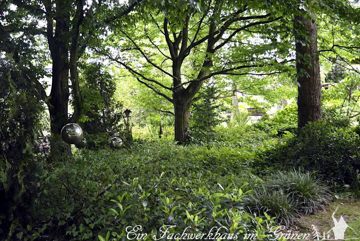#Bäume sind ganz sicher meine Lieblinge, sie geben einfach unheimlich viel. In unserem Garten gibt es einen kleinen #Hain. Dort wachsen auch #Rotbuchen.
gartenwonne.com/2022/05/rotbuc…