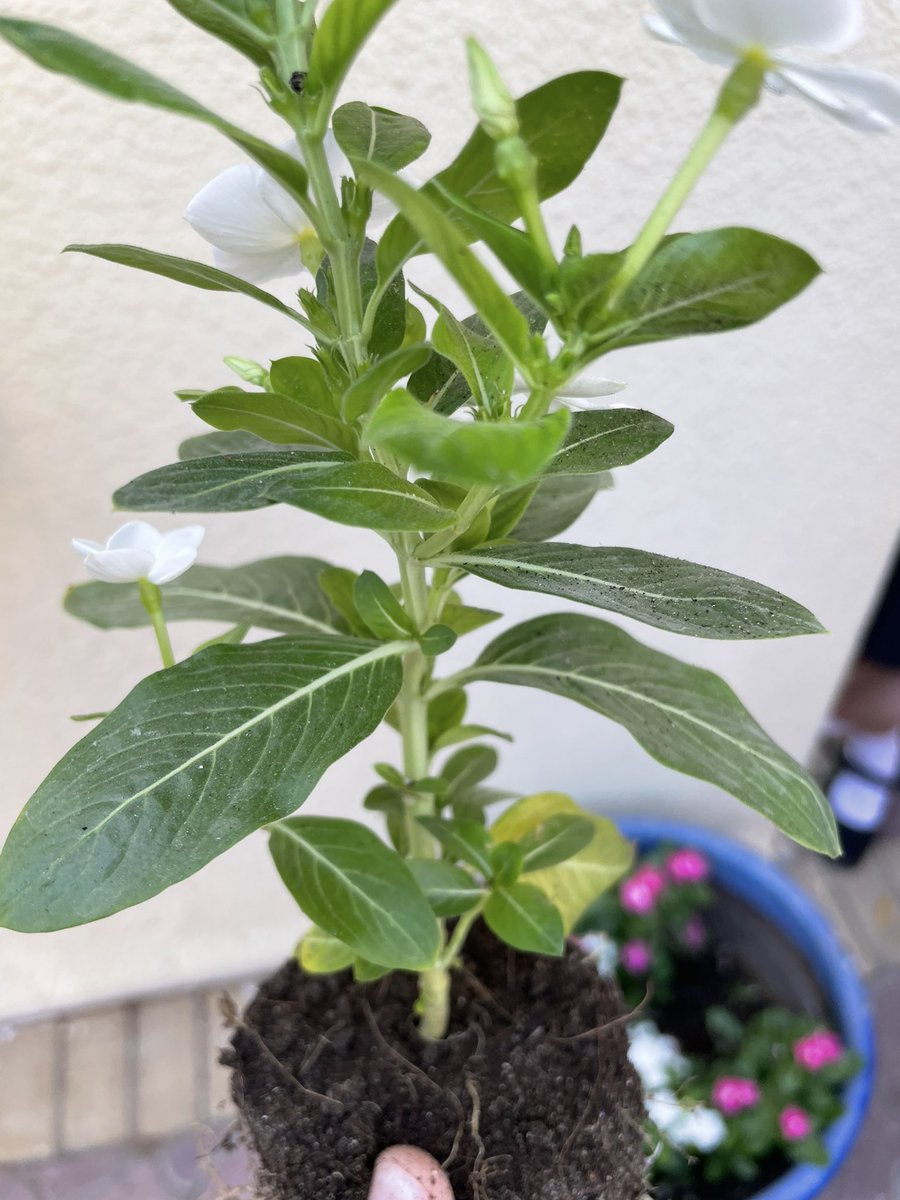 JESSJumeirahYR5's tweet photo. We are outside investigating the parts of plant. 5Y loved being up close with a βrealβ plant but now they have to transfer the learning to their own diagrams now. #JESSJumscience https://t.co/LlGpaGNahm